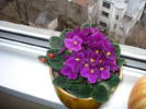 violete