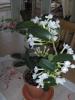 stephanotis