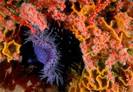 sea-anemone[1]