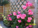 Trandafir Uetersen Rosarium 2 iun 2009 (1)