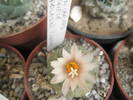 Turbinicarpus macrochele - 18.08