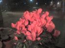 CYCLAMEN