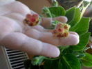 Kohleria Bibbi -flori august 2009