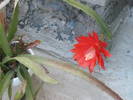 Epiphyllum ackermannii - Iunie 2008