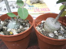 Fockea edulis - 2 plante