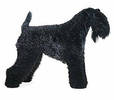 kerry_blue_terrier