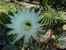 Echinopsis eyresii