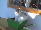 Imag003