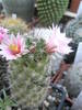 Mammillaria scheldonii de la Lucian - 03.07