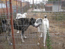 poze 11.10.2009 Jucu 006