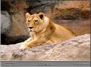 LIONESS