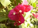 bougainvillia
