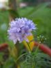 gilia