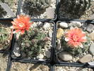 Gymnocalycium cu floare roz si portocalie 27.05