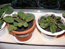 VIOLETE