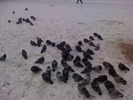 Brrr s-a lasat frigul in Targu-Jiu...