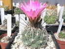 Coryphantha ramilosa - 17.08
