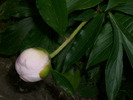 DSCI0851