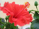 Hibiscus Rosu gofrat 1