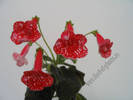 Kohleria Birgitta 7