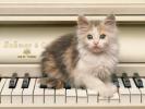 Cat Wallpaper_ Poze Pisicute 8