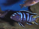 tailm1