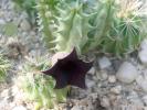 Huernia keniensis v. keniensis