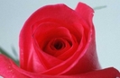 flori-a[1]