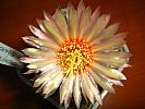 Astro.asterias hb.-floare