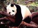 Panda (2)