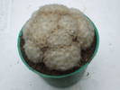 Mammilaria plumosa