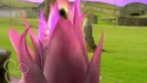 bscap0230