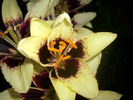 DSCI0984