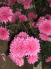noiembrie 063