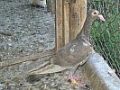 IMG_0055