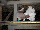 P8232042