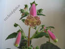 Kohleria HCY`s Jardin Monet 1