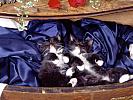 Dreaming in the Drawer, Domestic Medium Hair Kittens