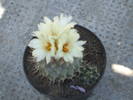 Turbinicarpus lophophoroides