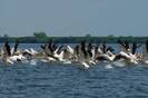 pelicani-din-delta-2