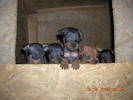 puiuti pinscher pitic, nascuti la 15.05.2009