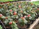 begonia