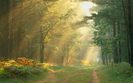 Sun-Rays-in-the-Forest-Germany
