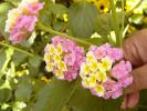 Lantana camara