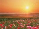 Wallpaper Flori Imagini Flori Poze Flori in Soare