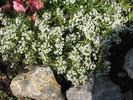 flori de miere