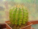 Notocactus ottonis v. villa-velhensis