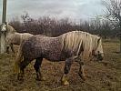 Percheron