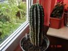 Echinopsis 634