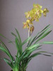 Orhidee Cymbidium 30 oct 2009 (1)